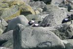 PICTURES/Puffin Express - Boat Tour Around Puffin Island/t_Black Guillemots2.JPG